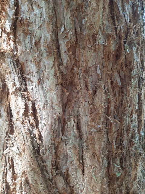 sfondi brown, wood