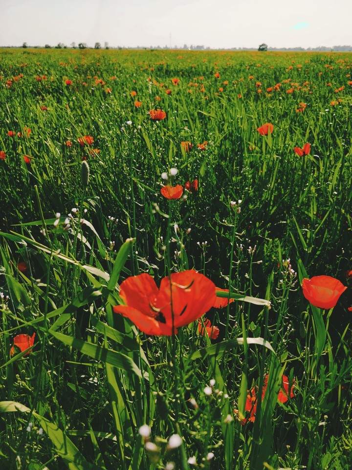 poppy field