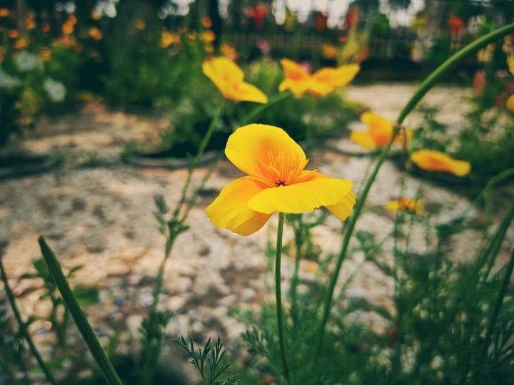 flower