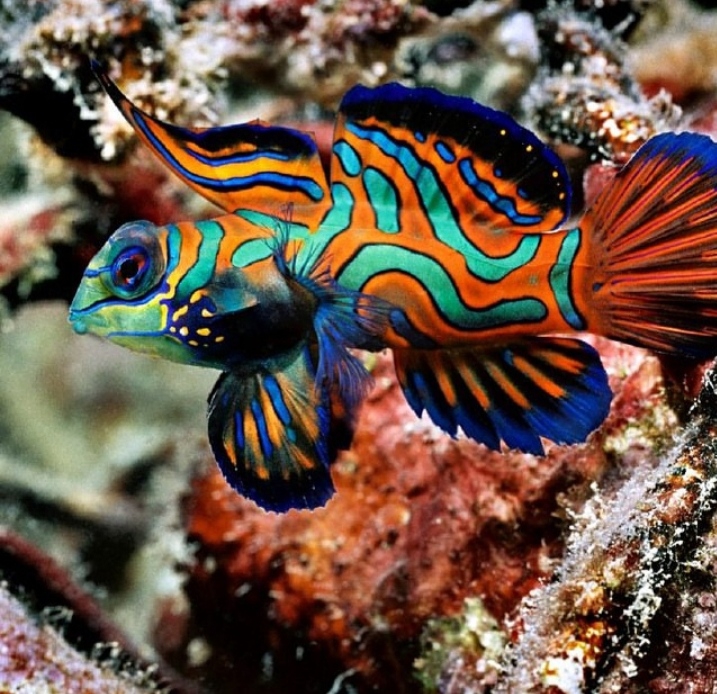 Fish