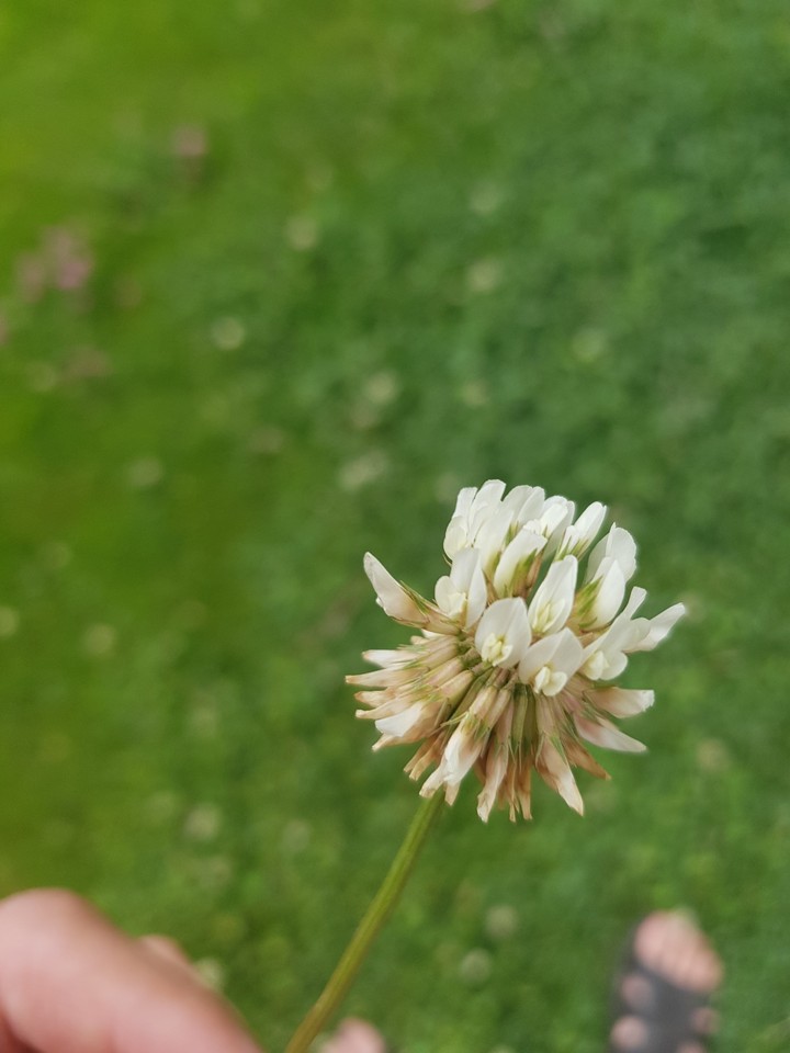What kind of flower is it?