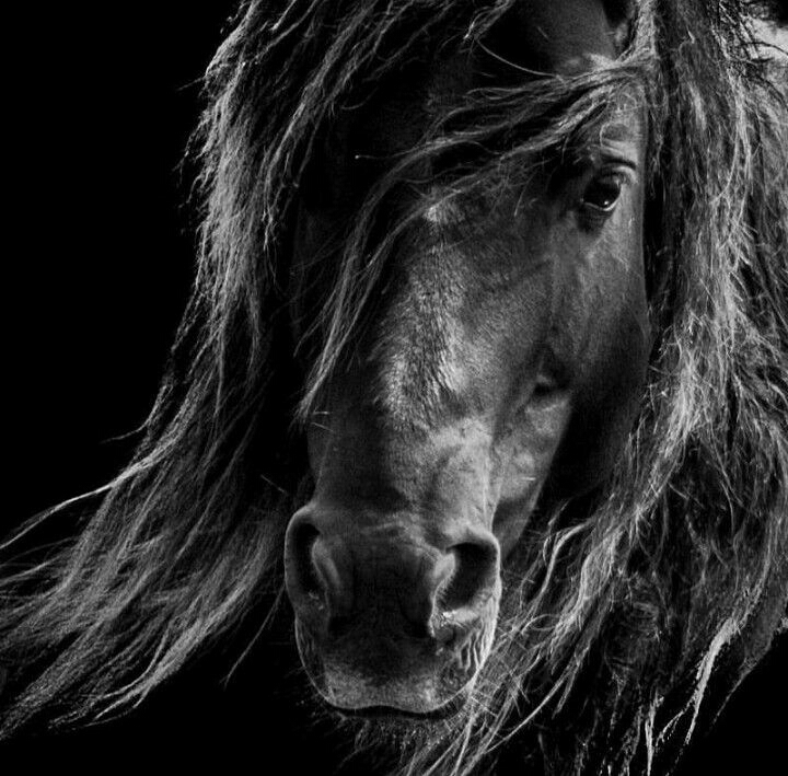 black horse