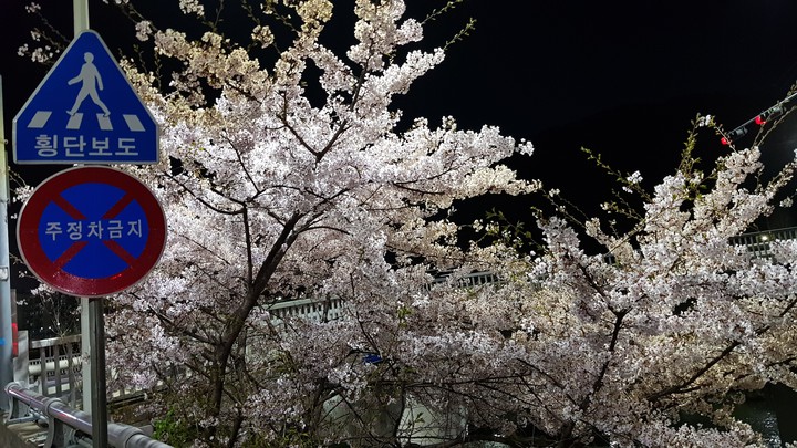 spring night