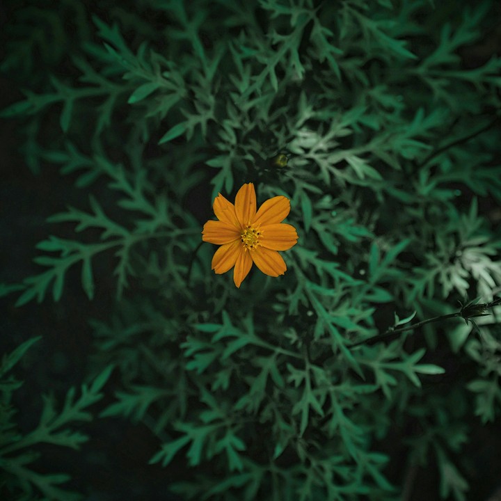 Lonely