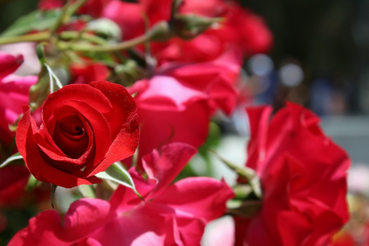 Red Rose