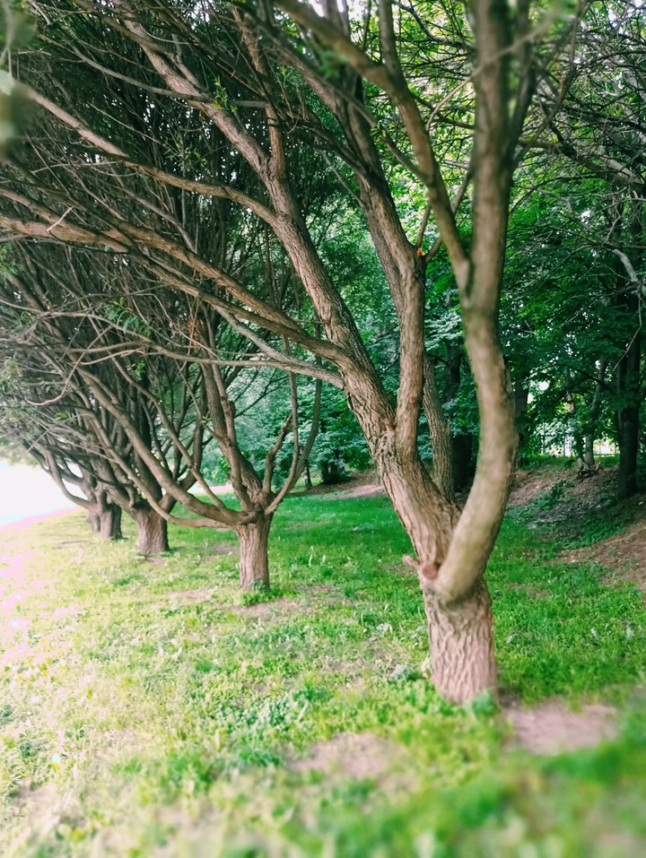 Trees in the park