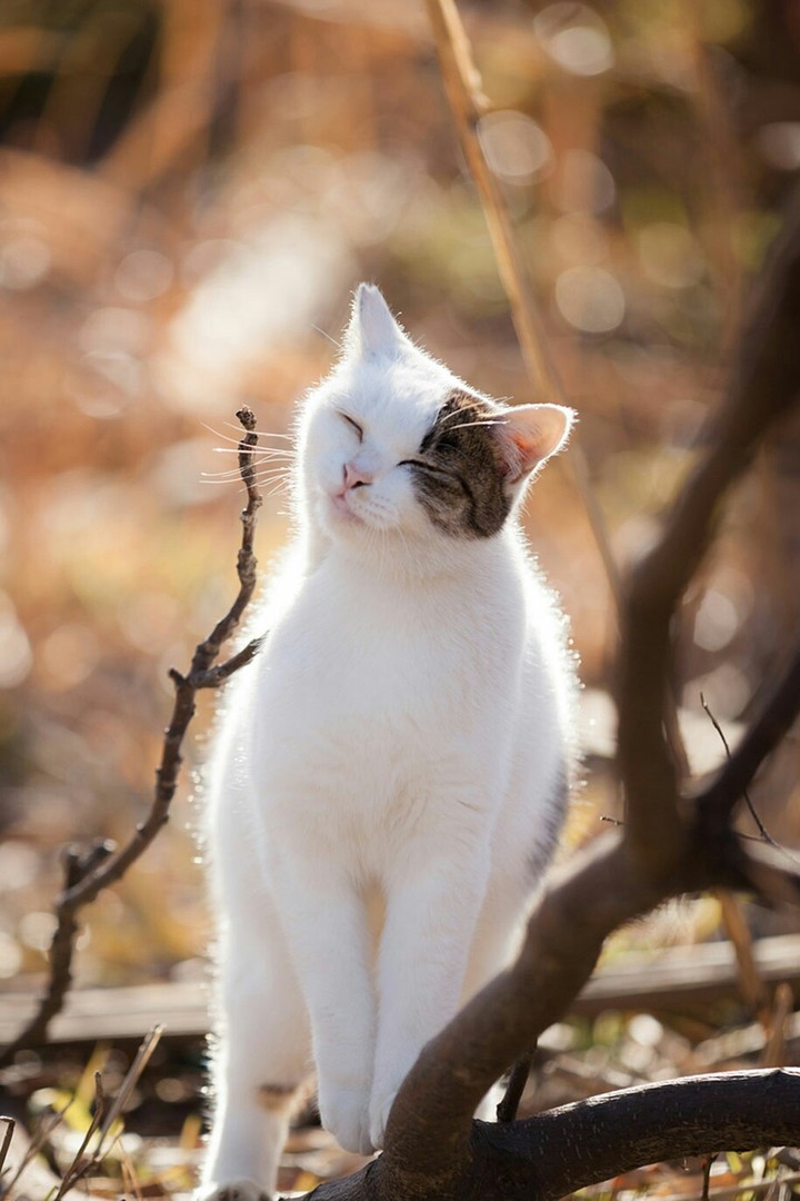 кот греется на солнце