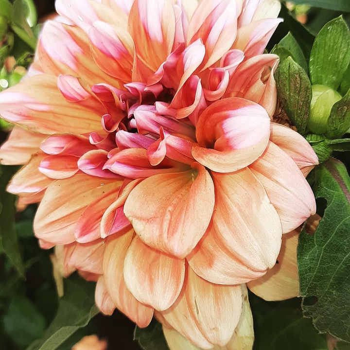 Bloom