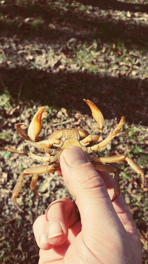 animal