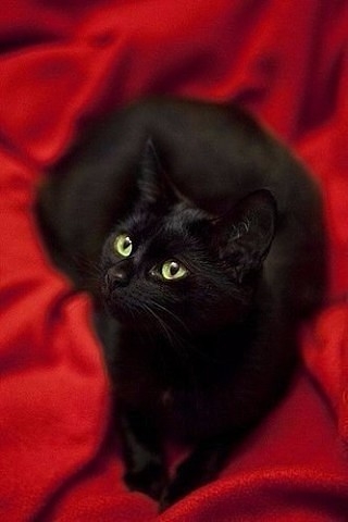 кошка