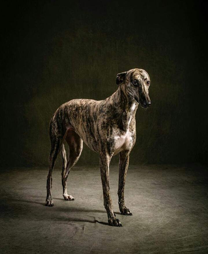 #Dog