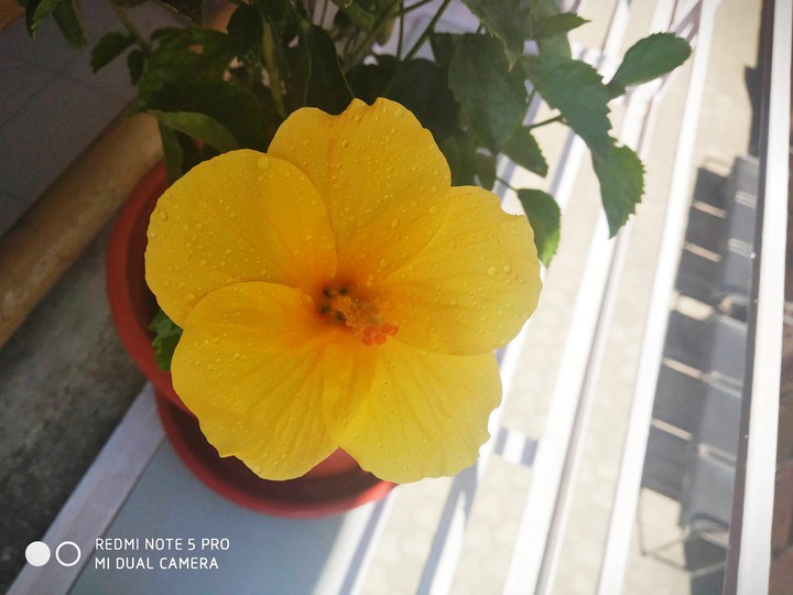 Yellow flower