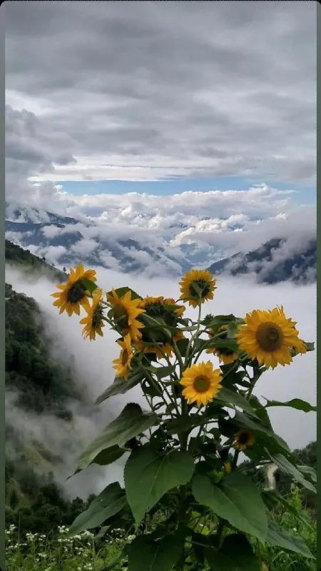 Nature