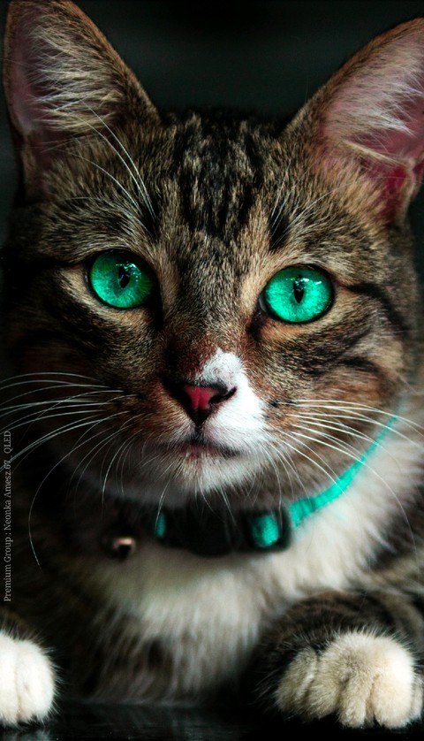 cate