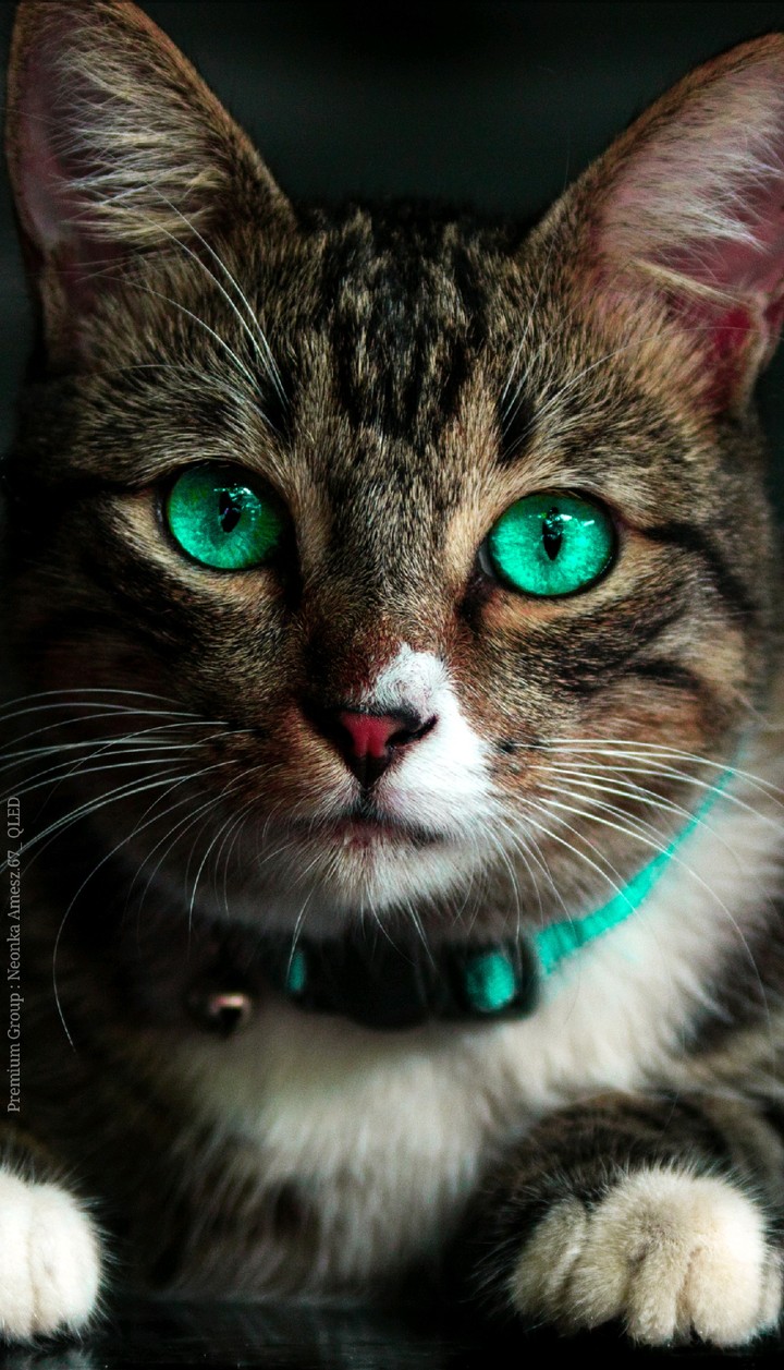 cate
