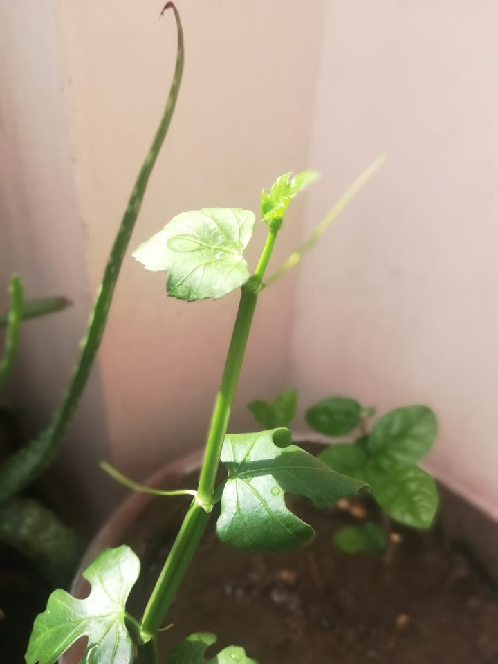 Pirandai