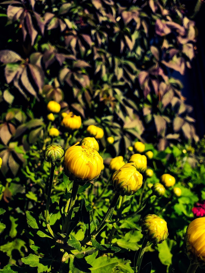 flowers