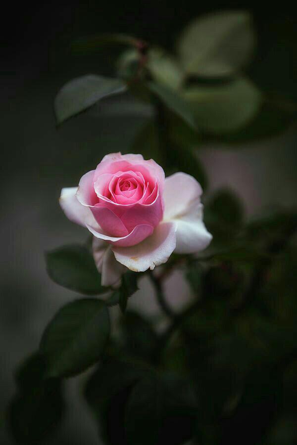 Today click