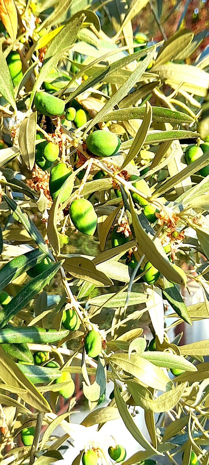 green olives tree