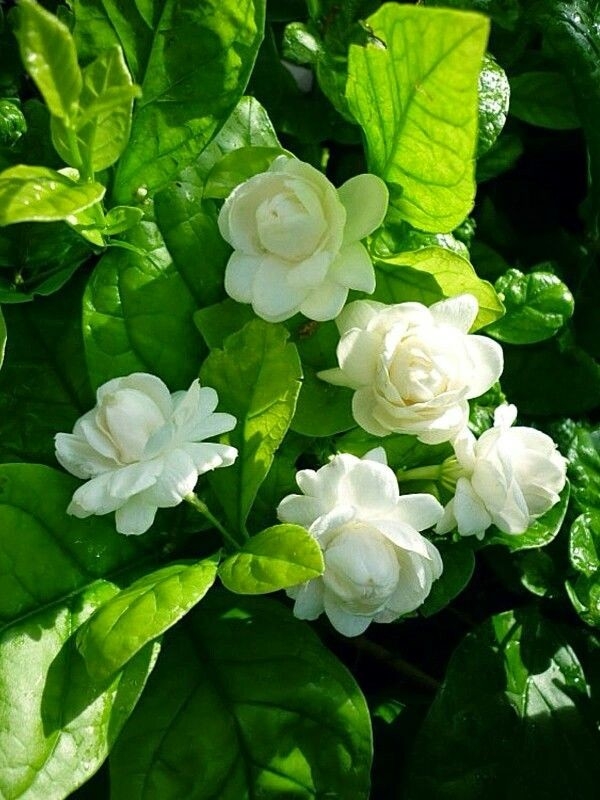 Jasmine