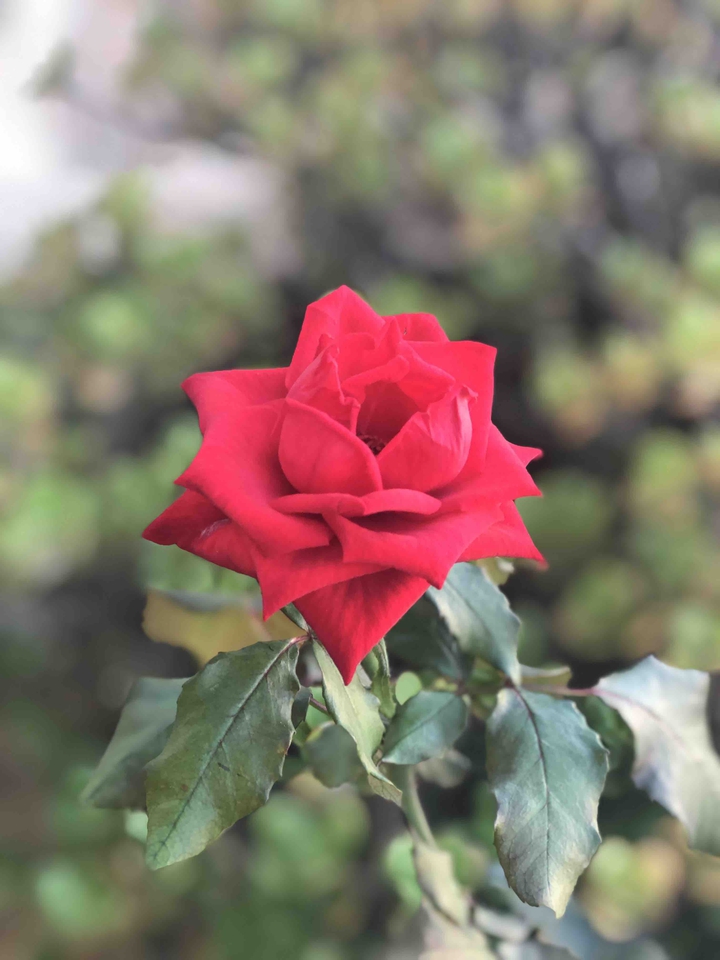 Rosa