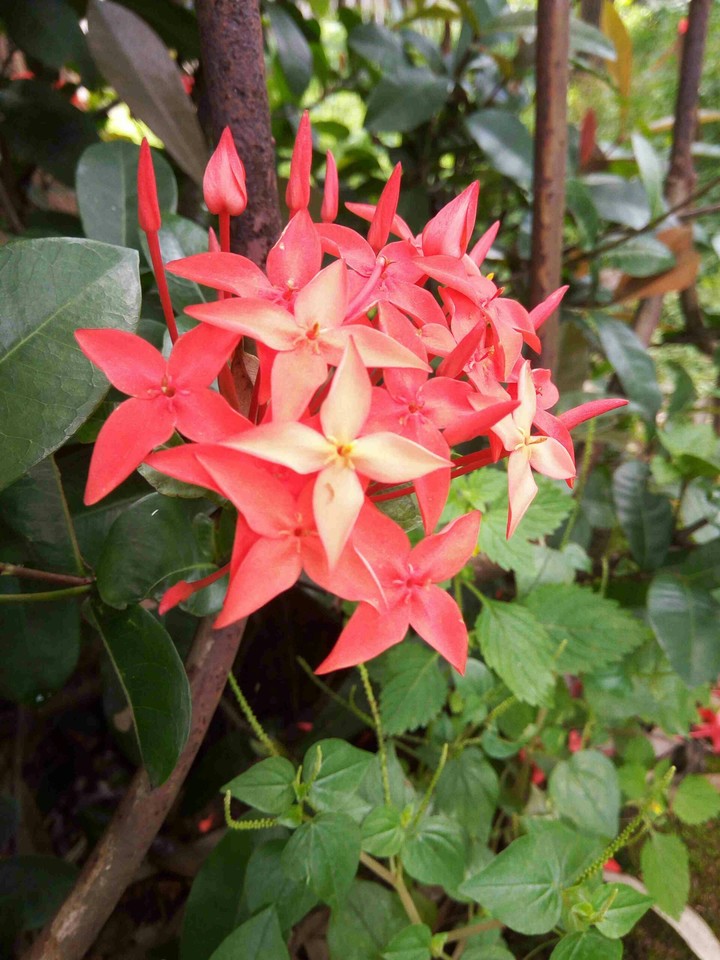 Red Bunch