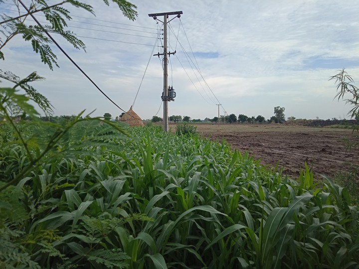 Fields of Punjab