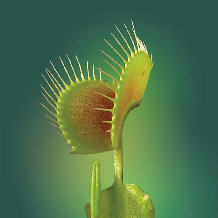 Venus-flytrap