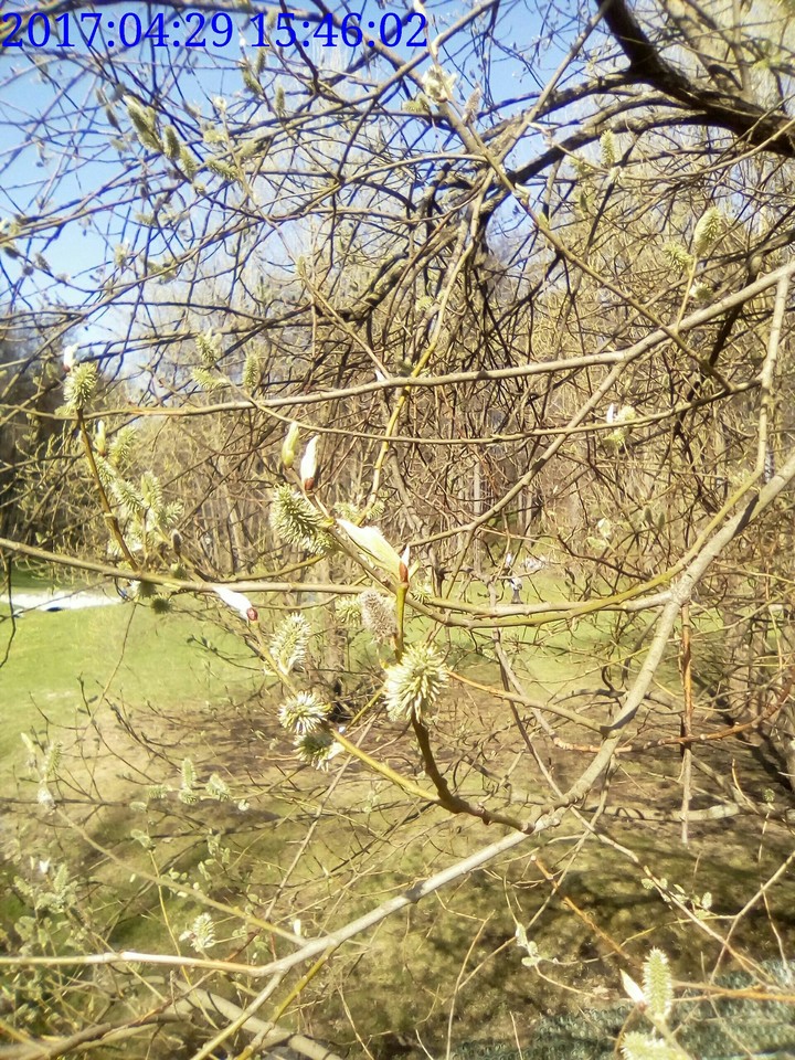 Spring