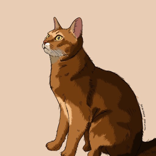 cat illustration
