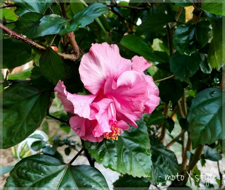 pink love