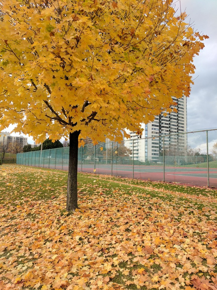 Fall