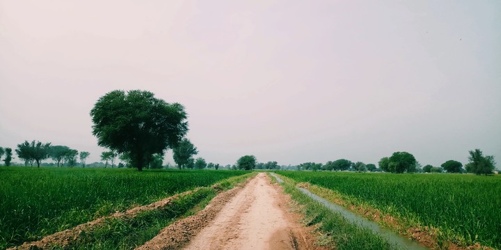 fields and water