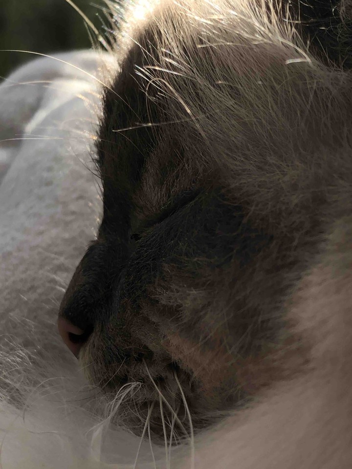 Cat Heilige Birma