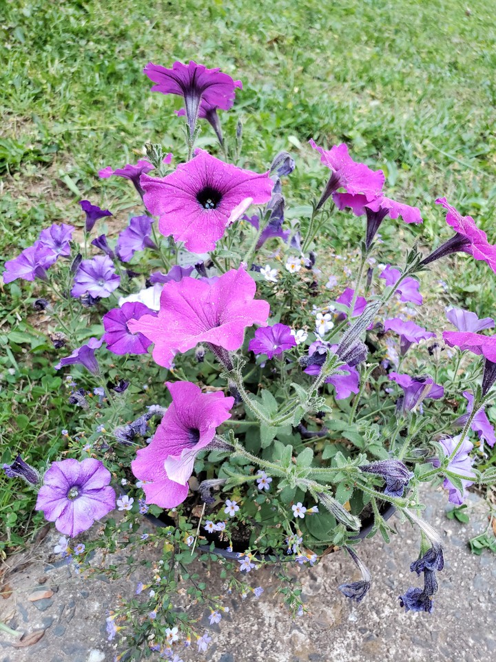 Lovely Flowers