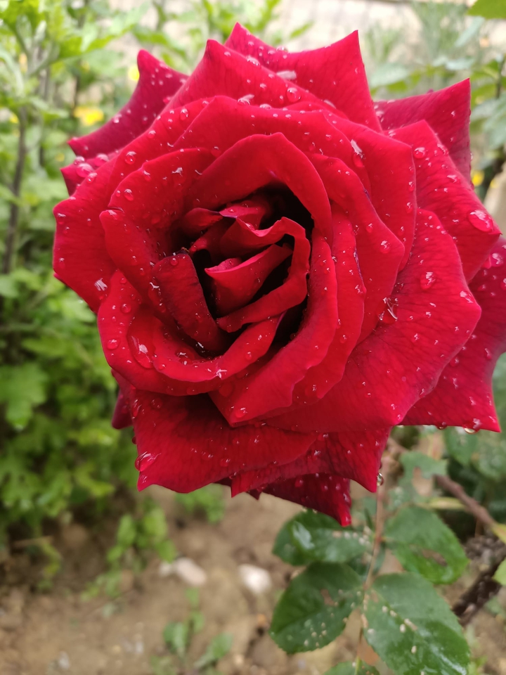? rosa