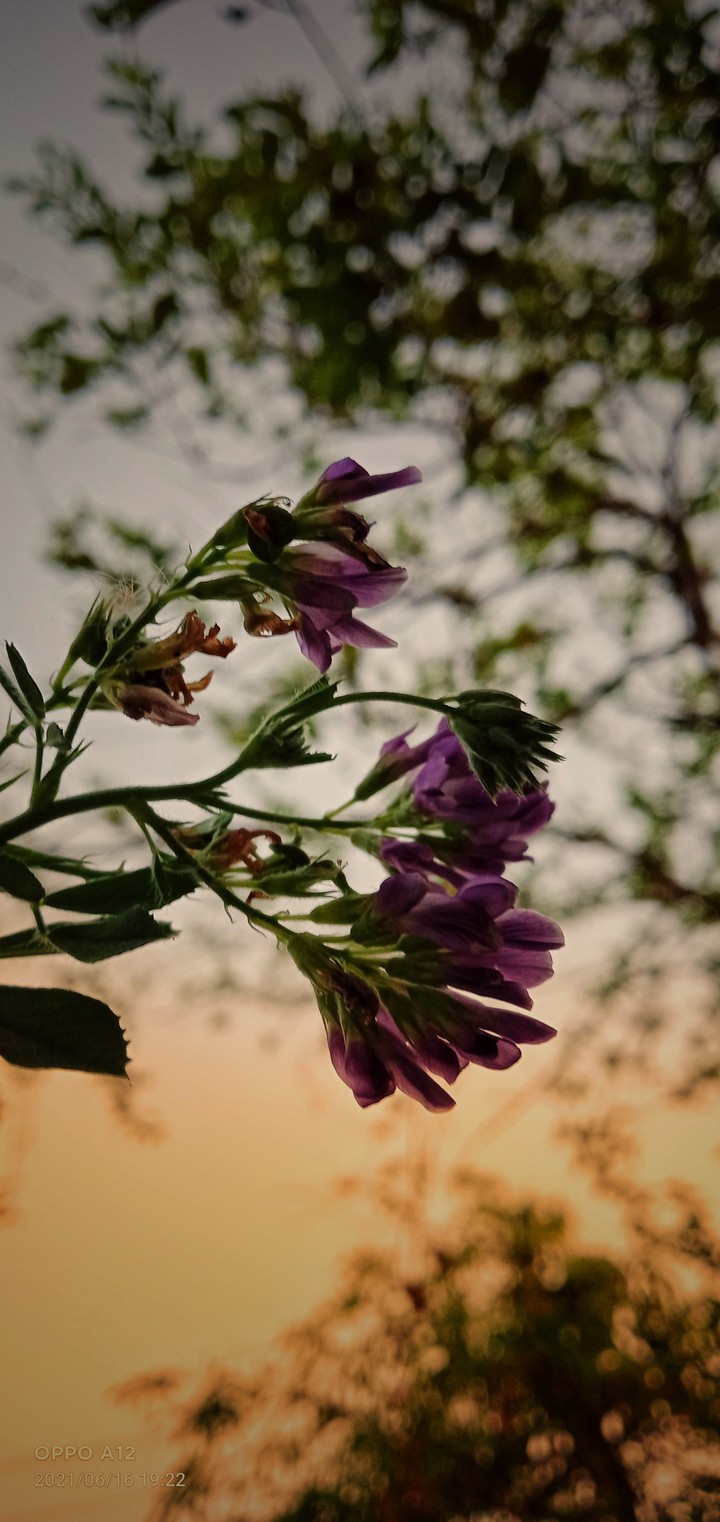 flower