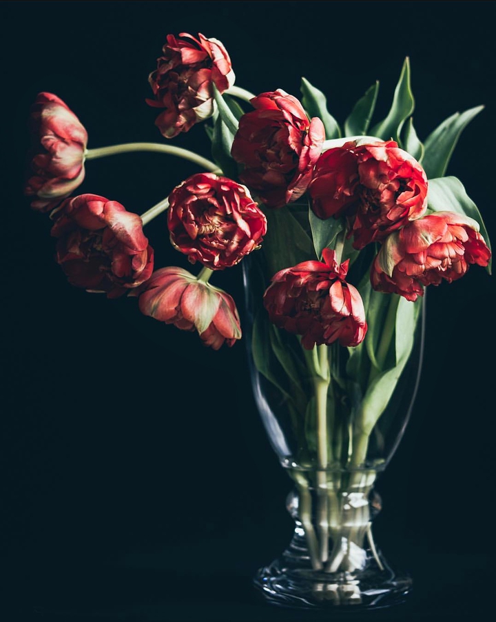 Tulip