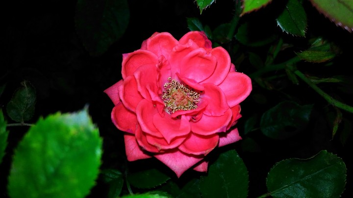 Rose