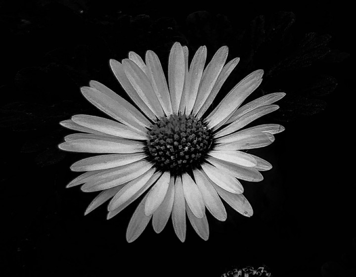 DAISY the third   III