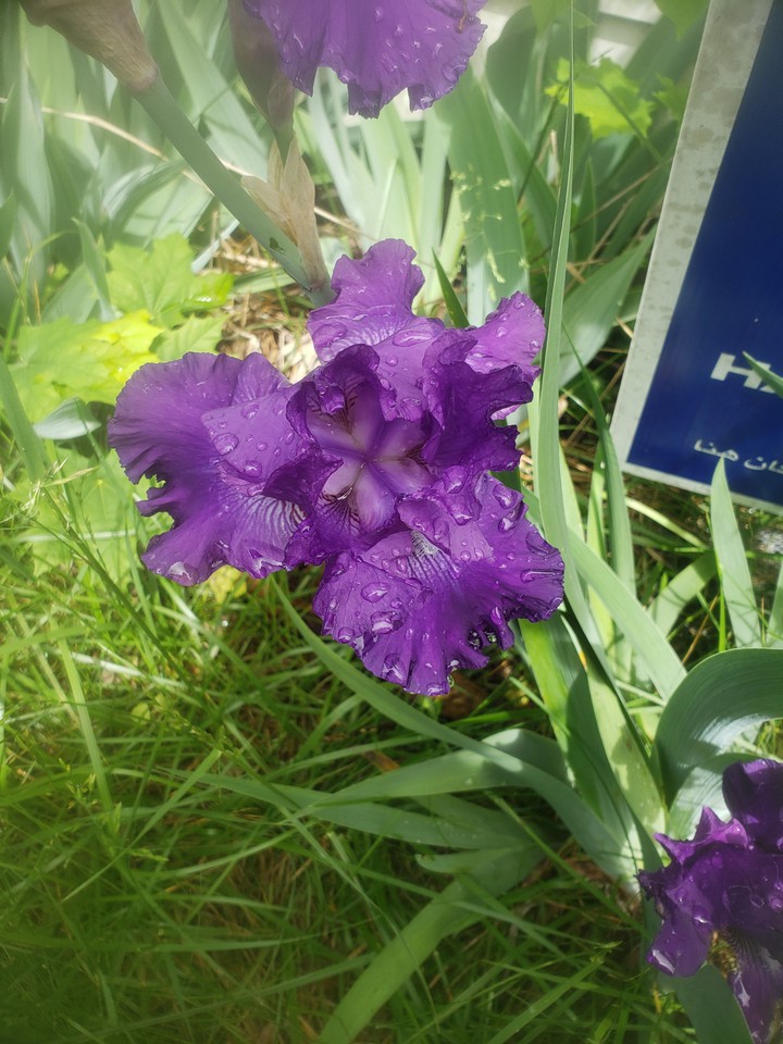 I love flowers