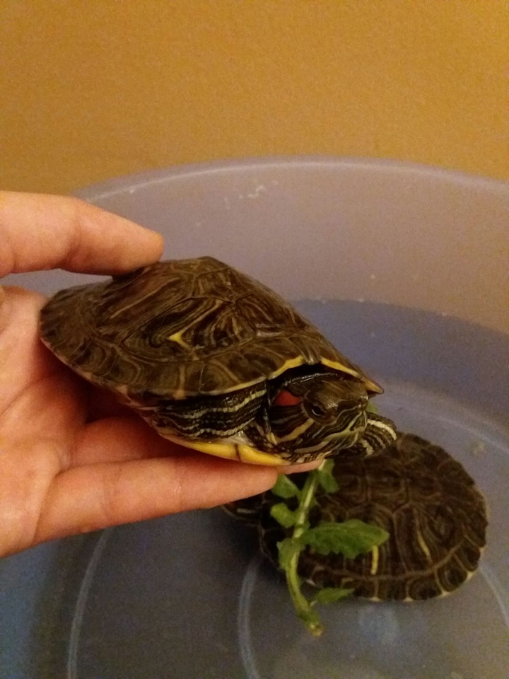 shy turtle