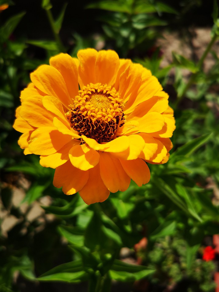 Sunny Yellow