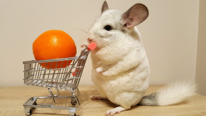 Szynszyla Bogdan chinchilla