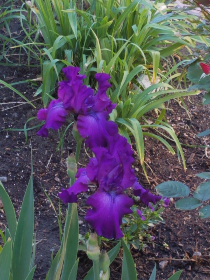 a new spring