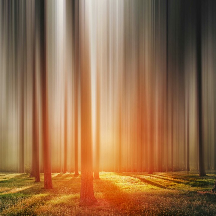 HD forest