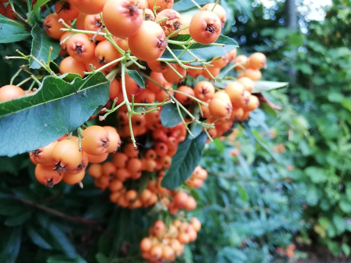 Frucht