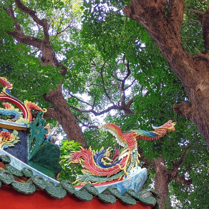 taiwan Taichung tree and temple