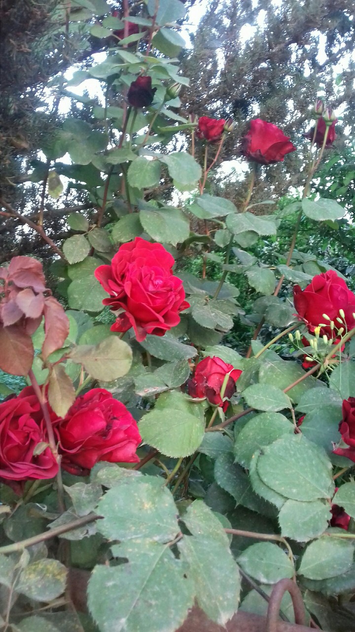 my flower
