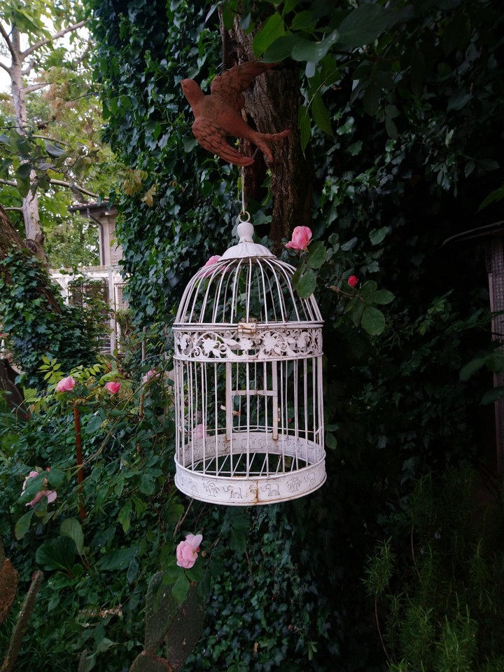 Birds Nature